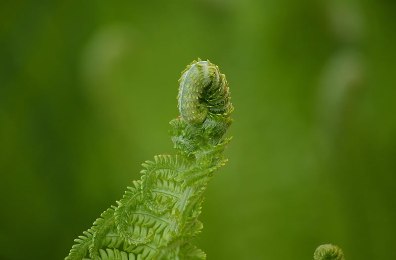 Enchanting Growth Tips