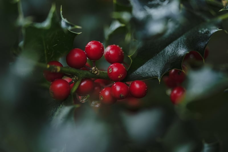 Songbird Berry Bush