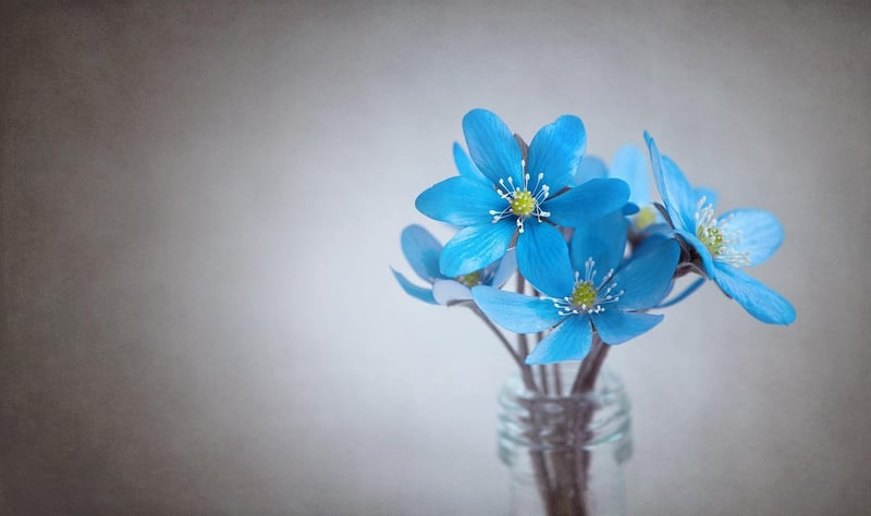 Fantastical Plants