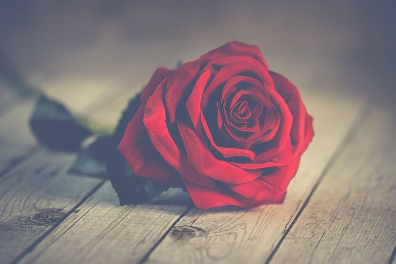 Enchanted Rose